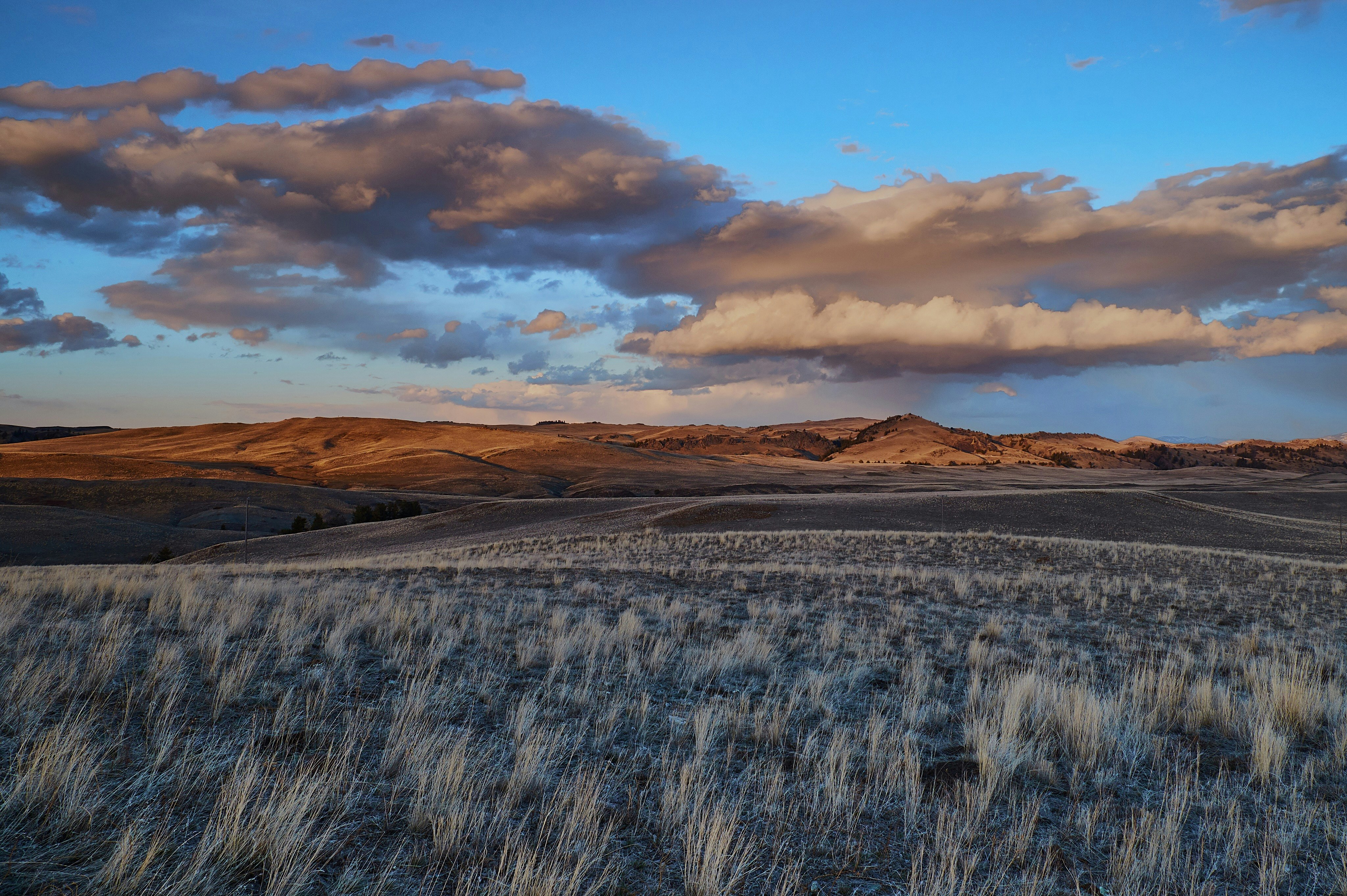 gray grass field under gloomy sky